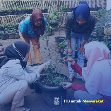 Transfer Teknologi Pembenihan Tanaman Kumis Kucing Melalui Pendekatan Reproduktif dan Vegetatif