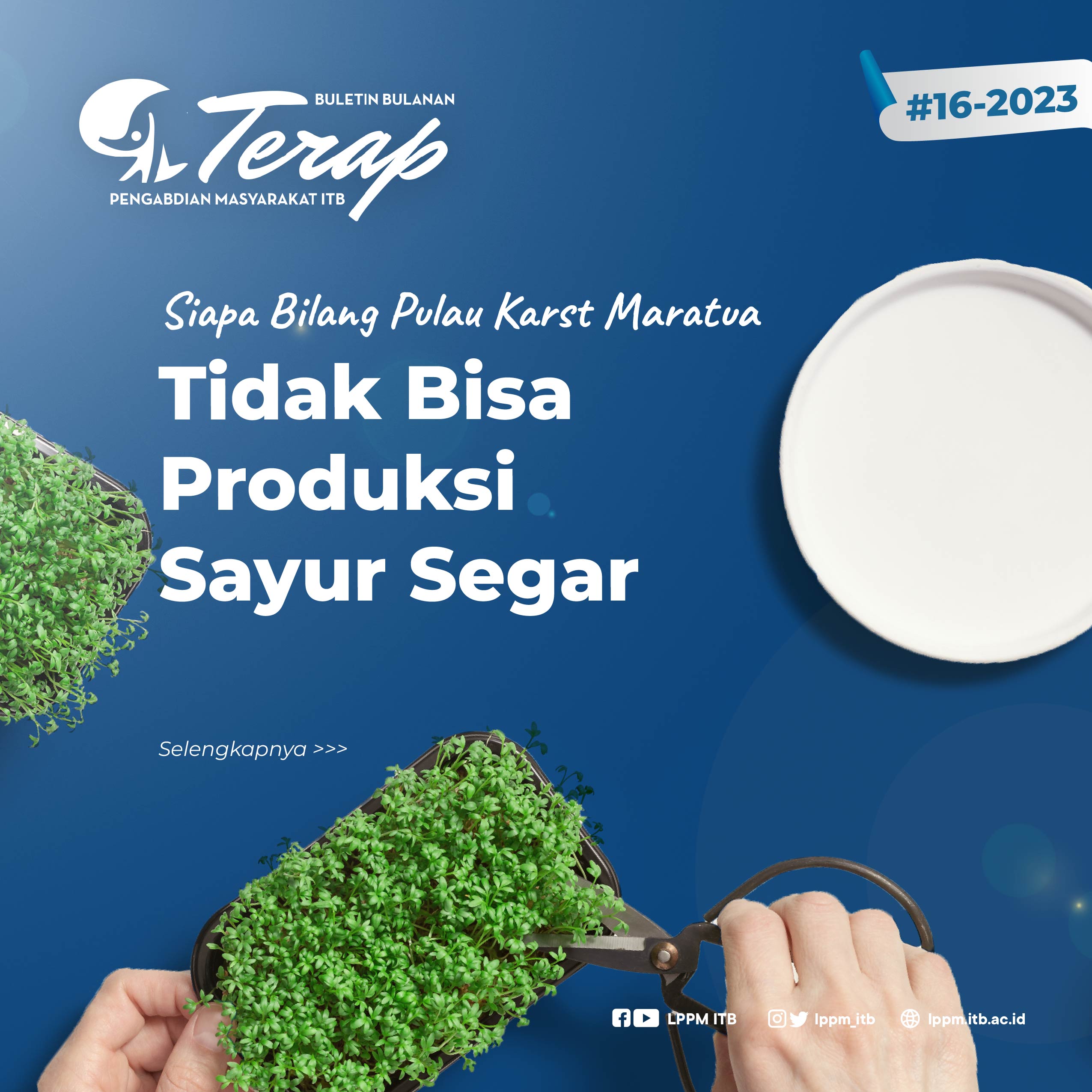 Siapa Bilang Pulau Karst Maratua Tidak Bisa Produksi Sayur Segar